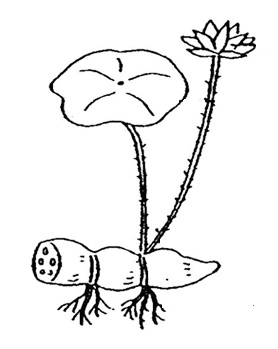 what_blooms_beneath.jpg